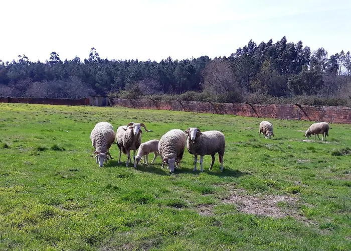 Апартаменты Cozy With Mountain View - 20 M² - Agueda *